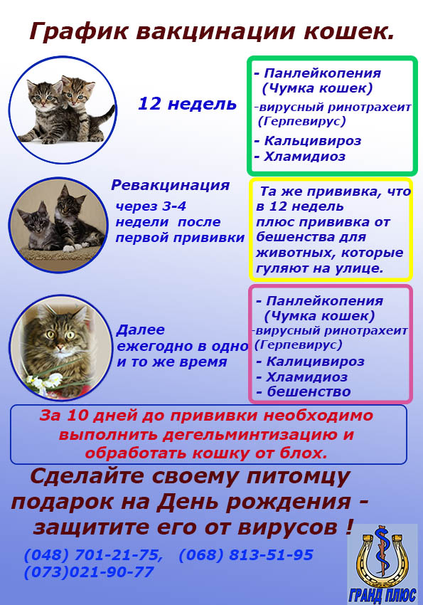 вакцинация кошек, прививки кошкам