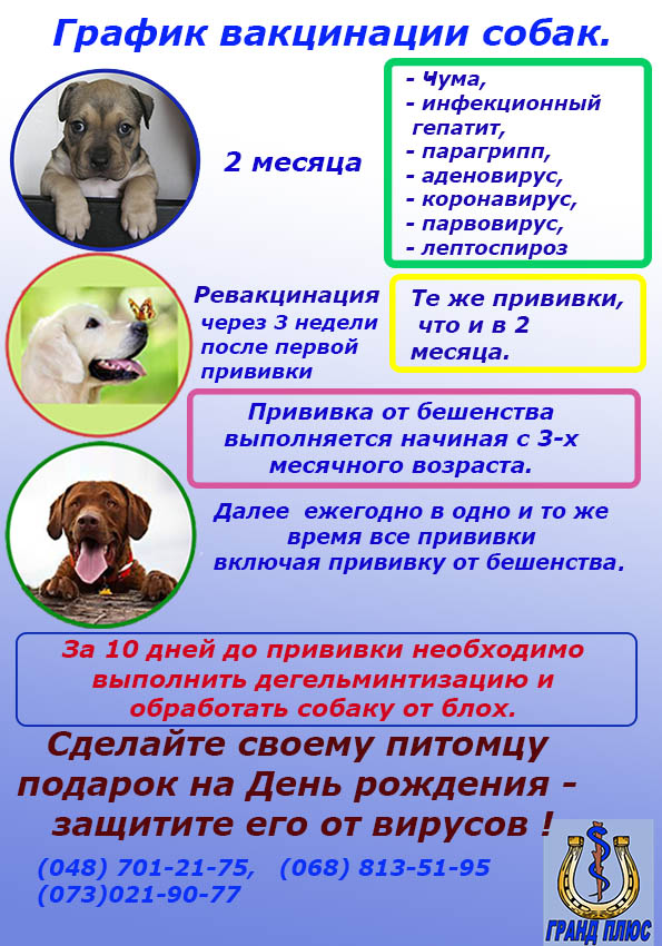 прививки собакам, вакцинация собак