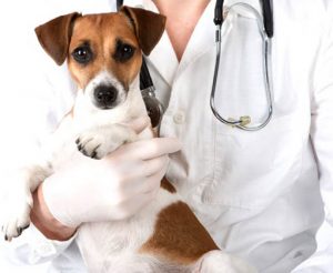 вакансии ветеринара