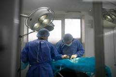 ветеринарная хирургия