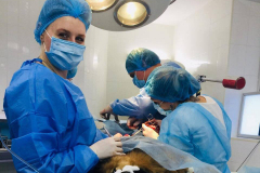 хирургическая помощь животным