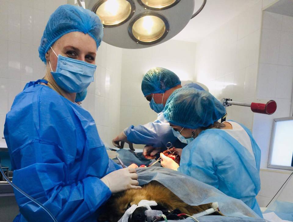 хирургия животных
