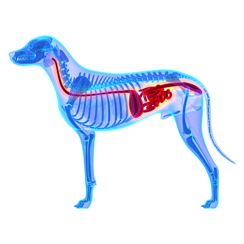 Симптомы непроходимости кишечника у собак и схема лечения: как распознать и что делать